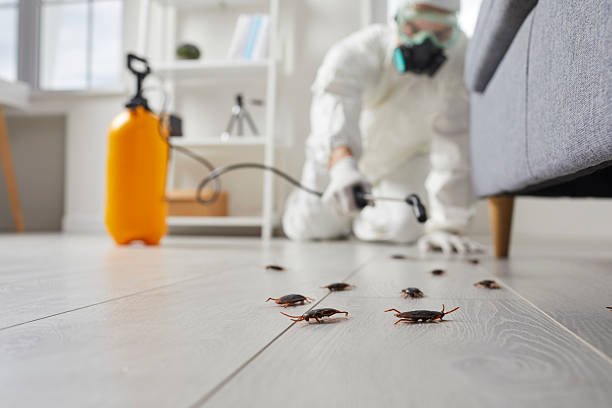 Trusted Bed Bug Control service in Hallandale Beach, FL - Nex Pest Control